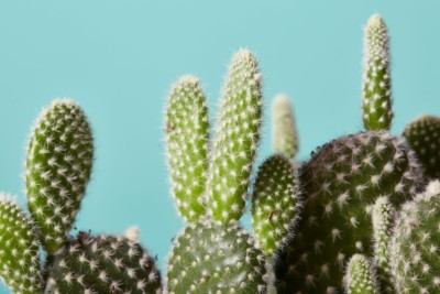 چرا در زندگی خود به گیاهان نیاز دارید؟