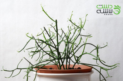 جون من یه برگ بده !!!