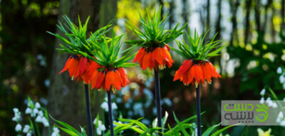 لاله واژگون