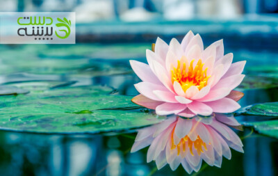 نیلوفر آبی در ایران باستان!